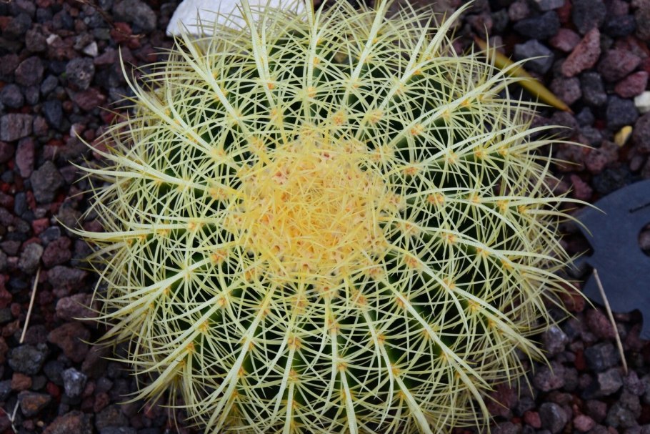 Эхинокактус грузони