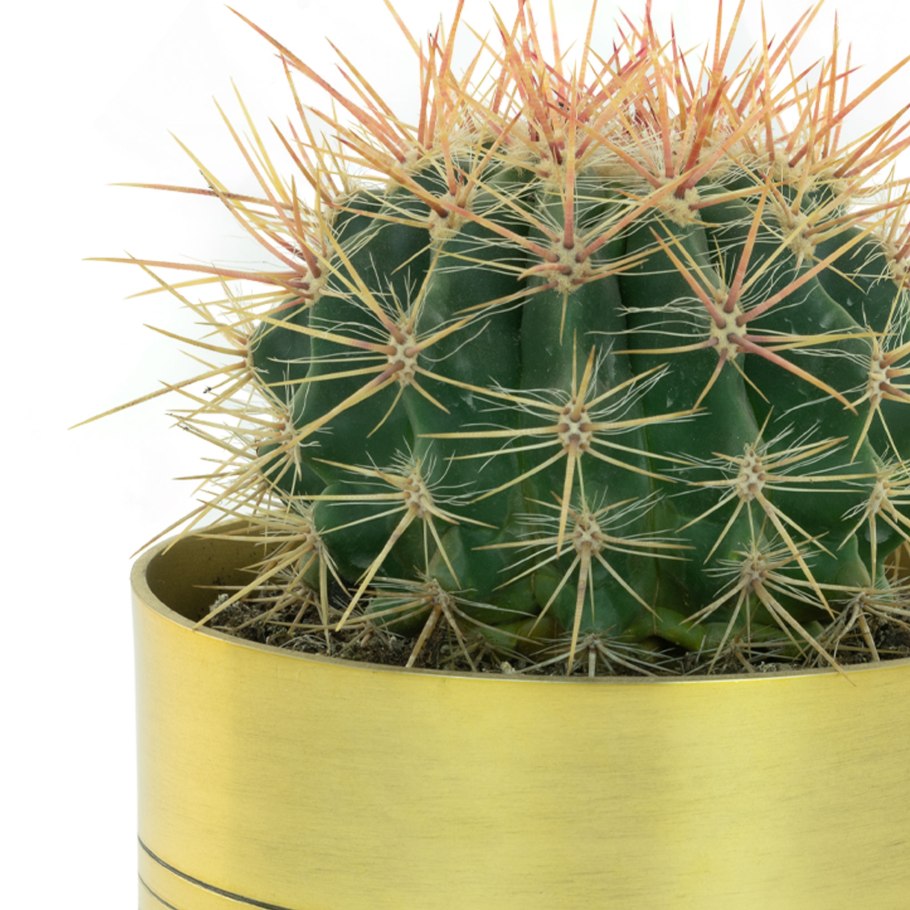 Эхинокактус грузони Рейнбоу