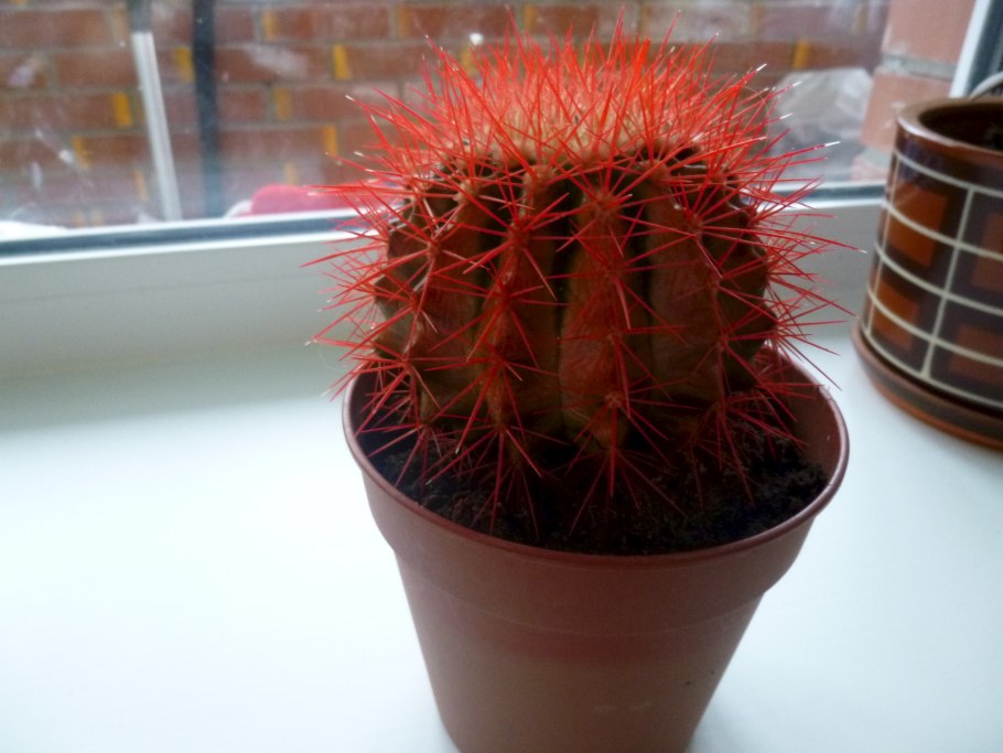 Кактус грузони красный