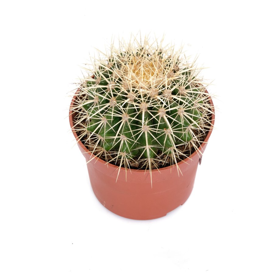 Эхинокактус грузони красный Цветущий
