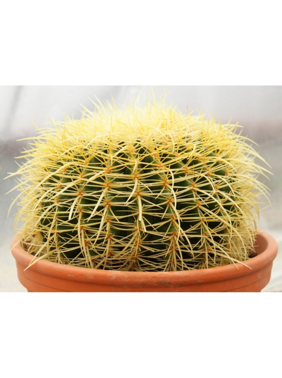 Эхинокактус грузони Техасский