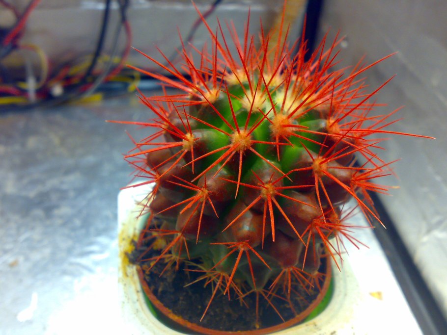 Эхинокактус грузони