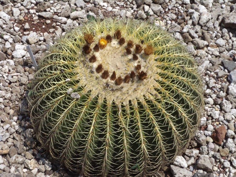Эхинокактус лантерна