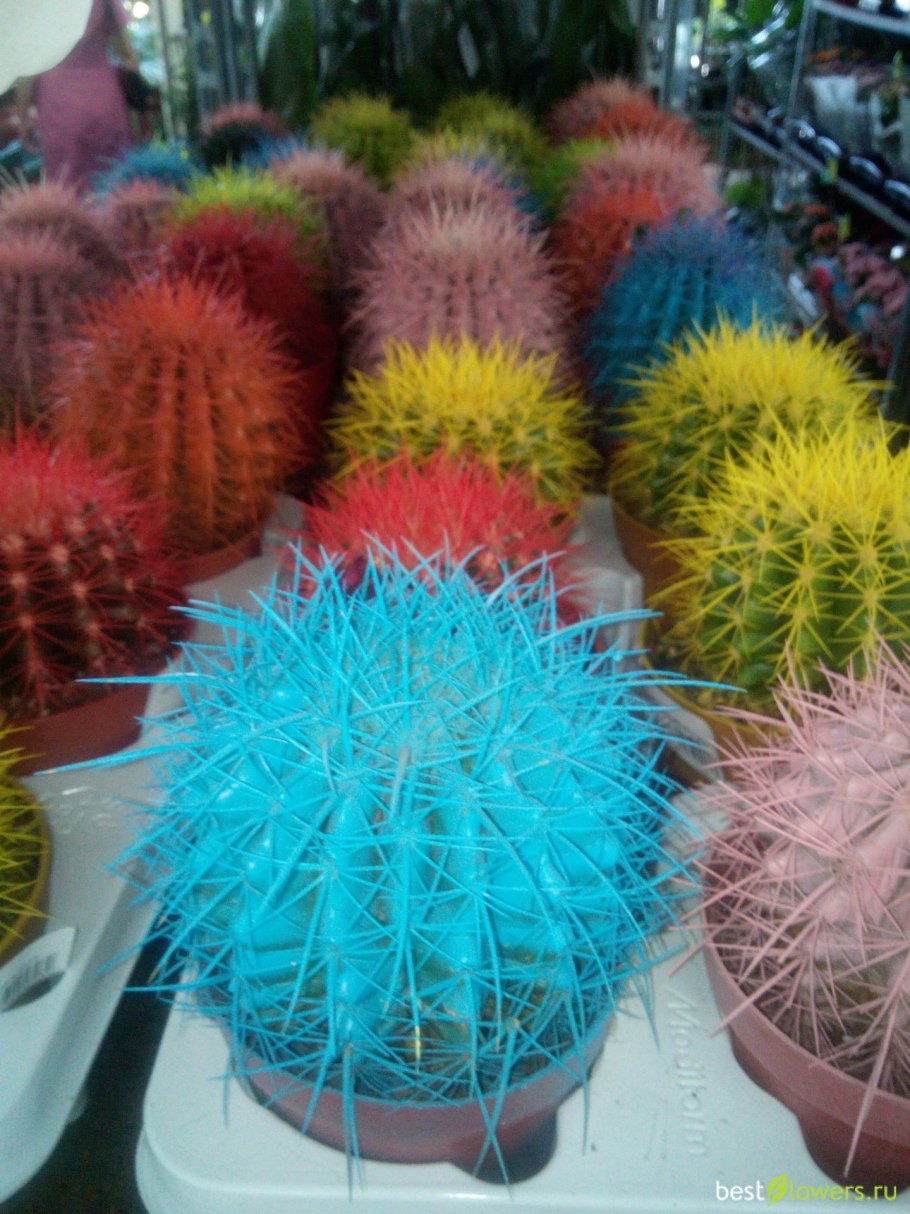 Эхинокактус грузони пустынный