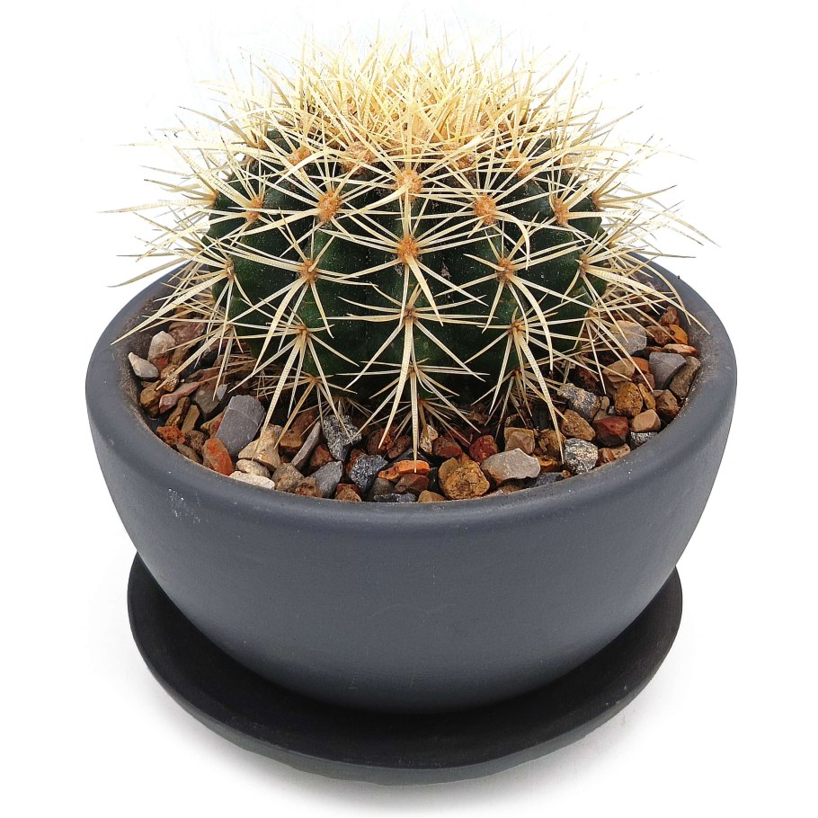 Эхинокактус грузони микс