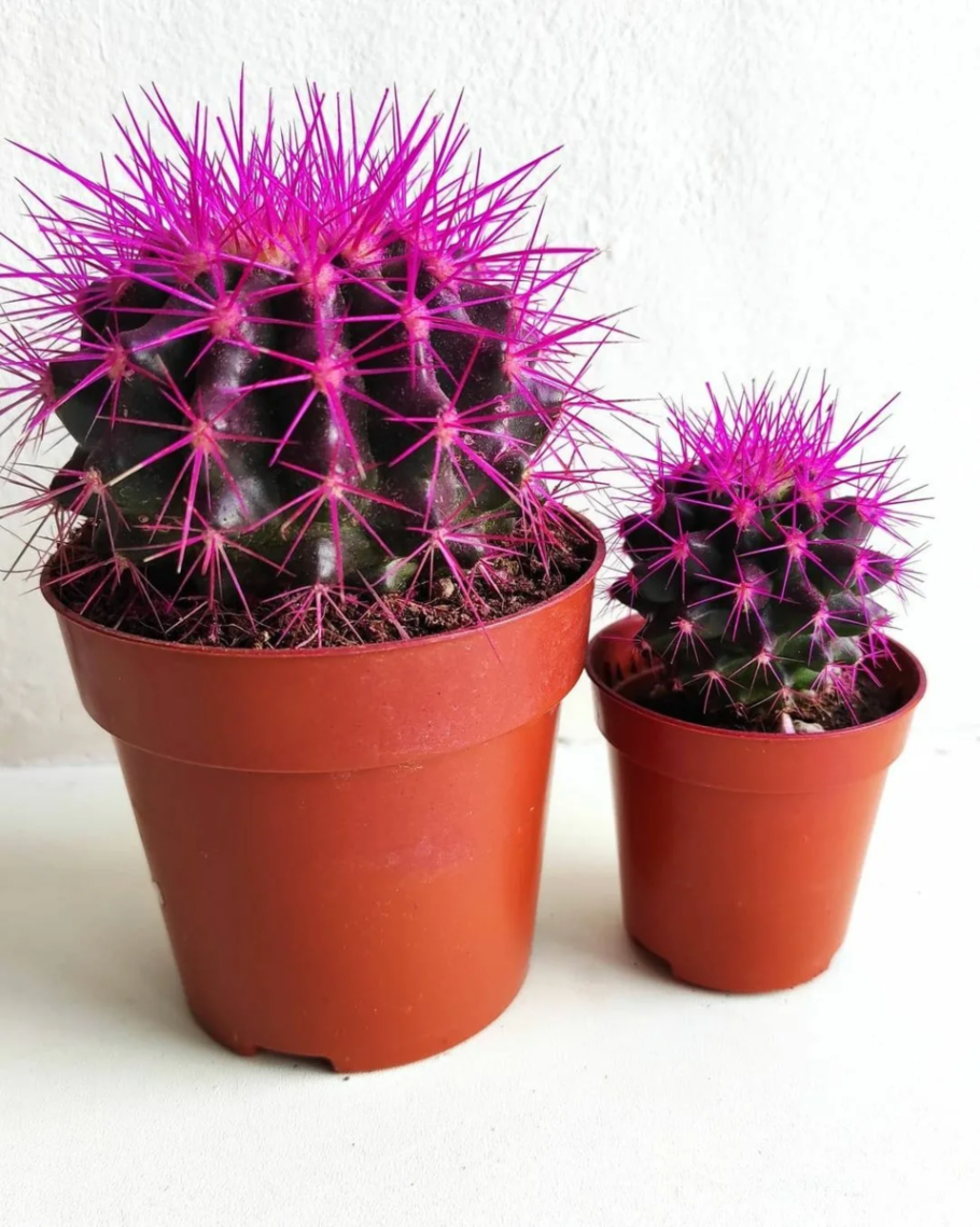 Эхинокактус ежовый Кактус