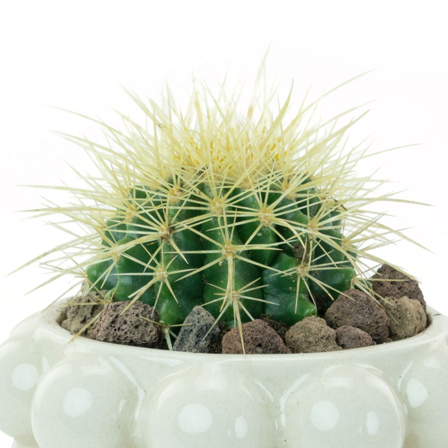 Кактус грузони цветение