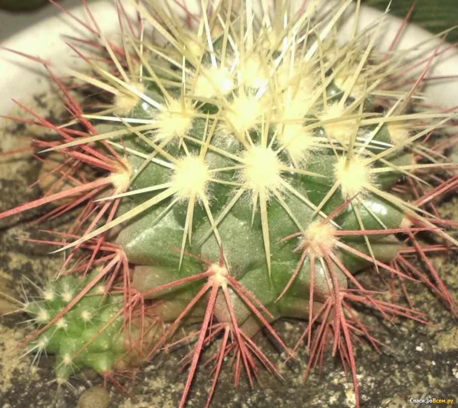 Эхинокактус грузони