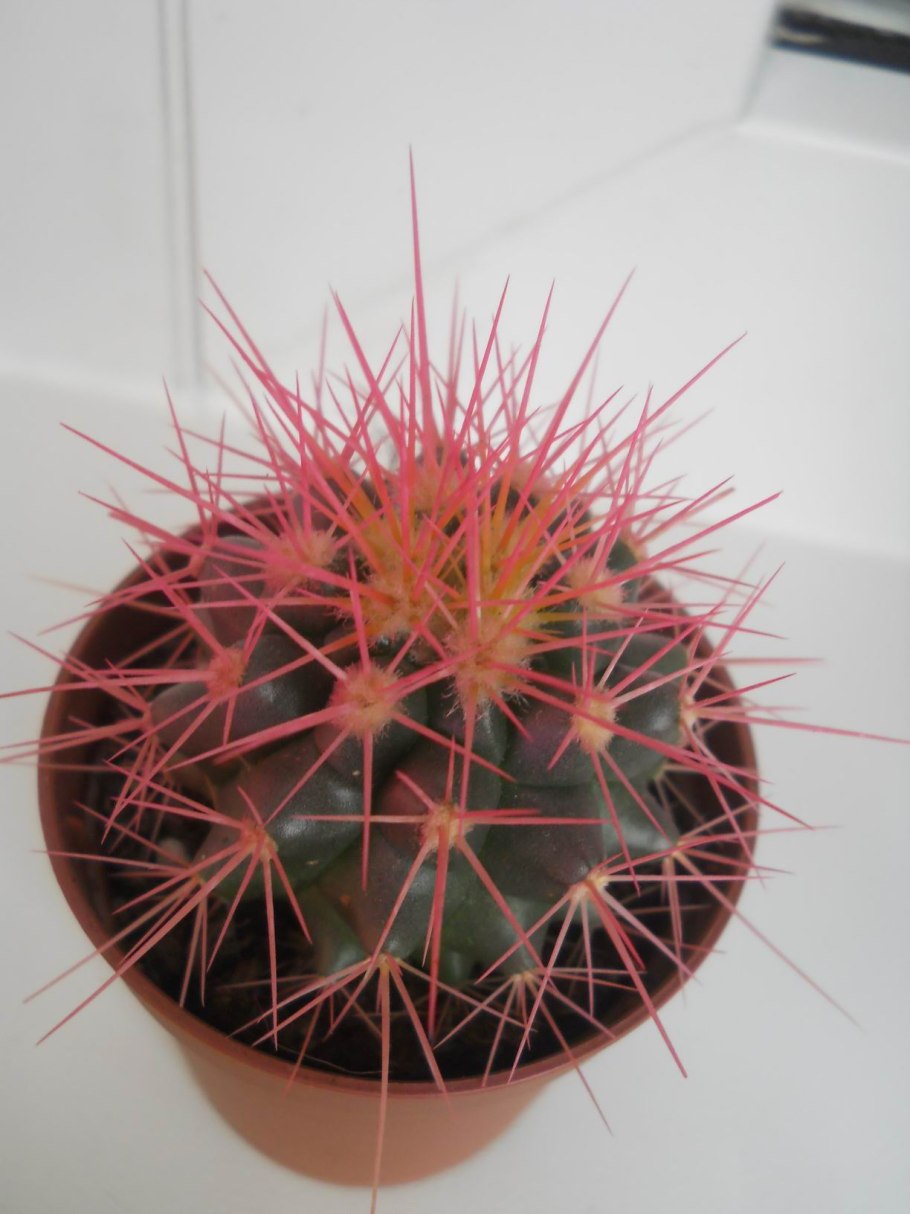 Золотой Кактус мяч