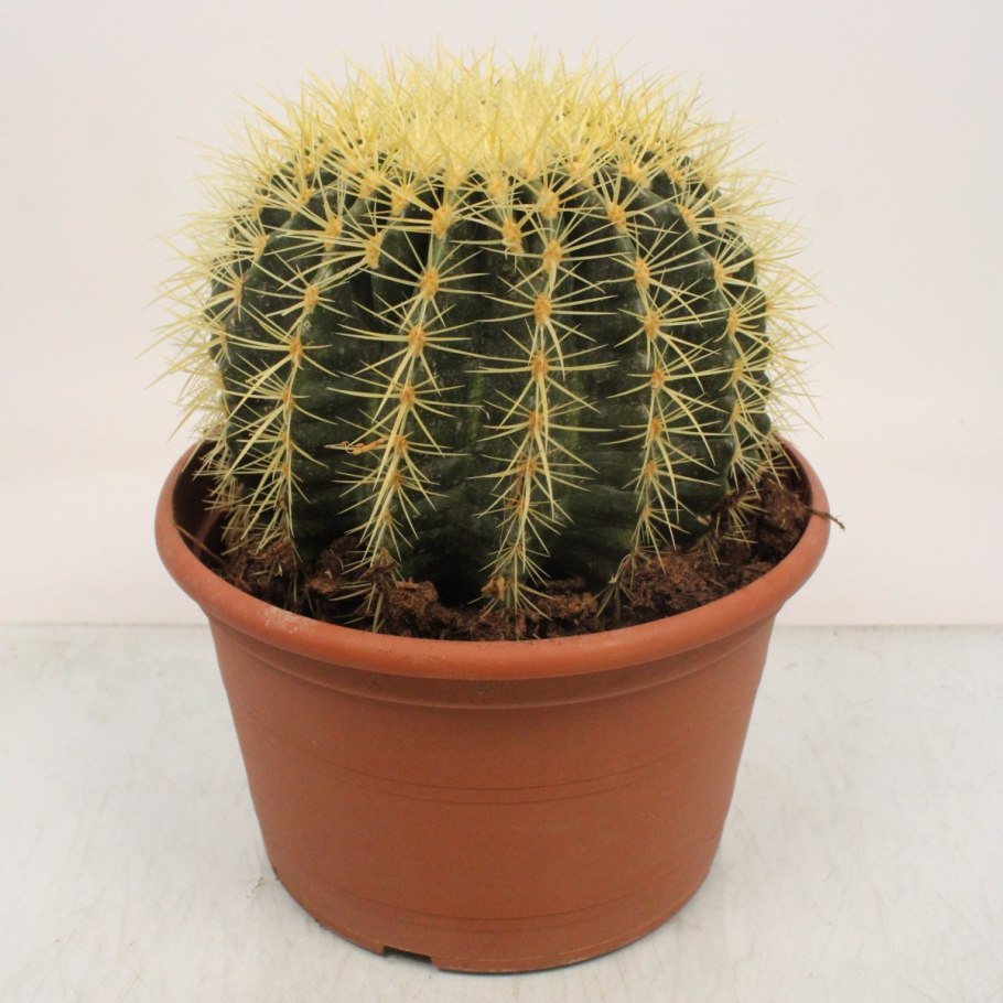 Эхинокактус Радуга