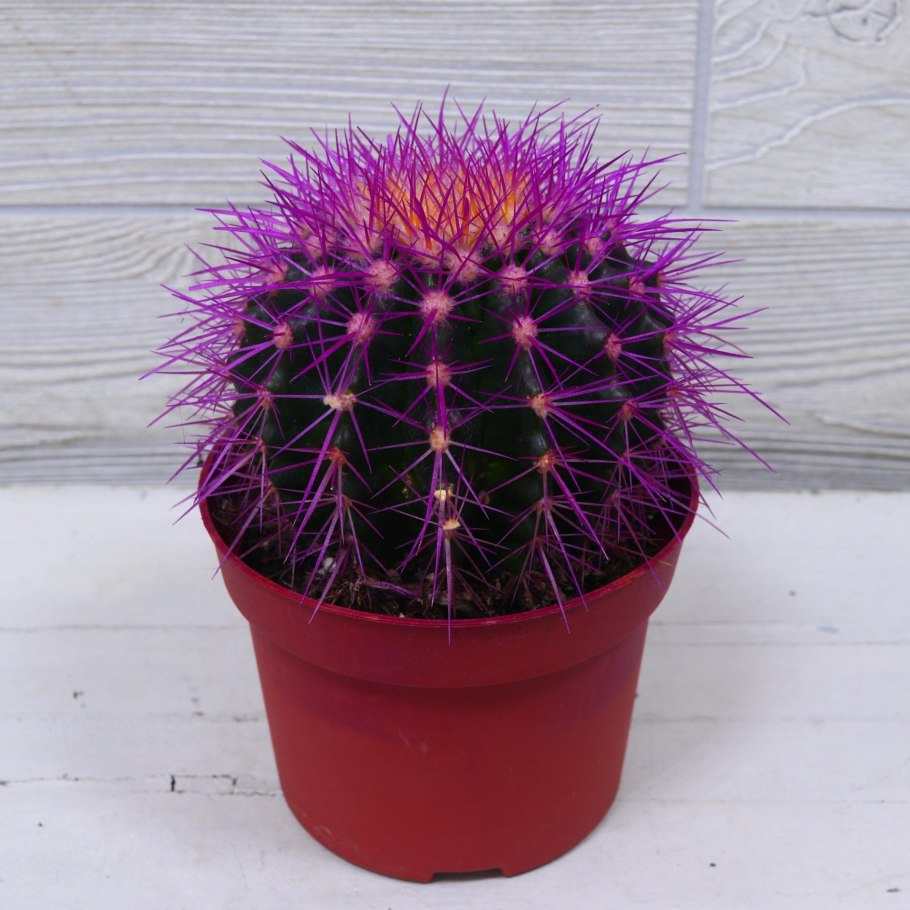 Кактус Эхинокактус грузони