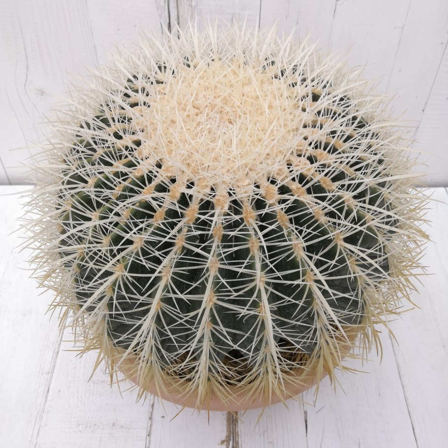 Эхинокактус грузони в дикой природе