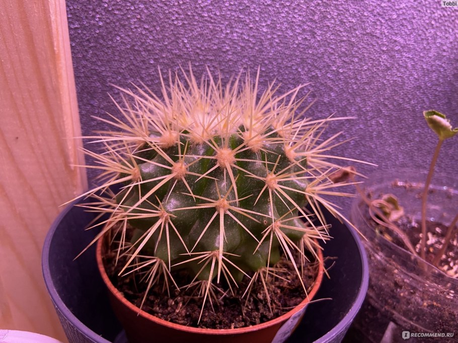 Эхинокактус Рейнбоу