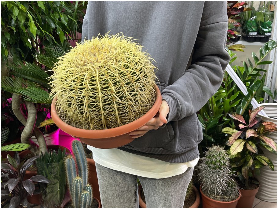 Кактус Эхинокактус грузони фиолетовый