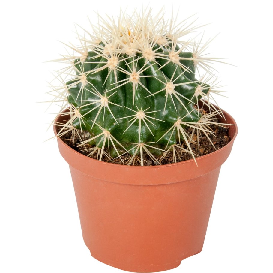 Эхинокактус плоскоколючковый