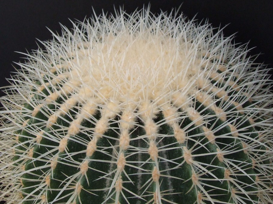 Кактус Эхинокактус грузони розовый