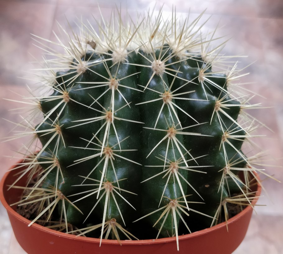 Эхинокактус грузонирейнбол