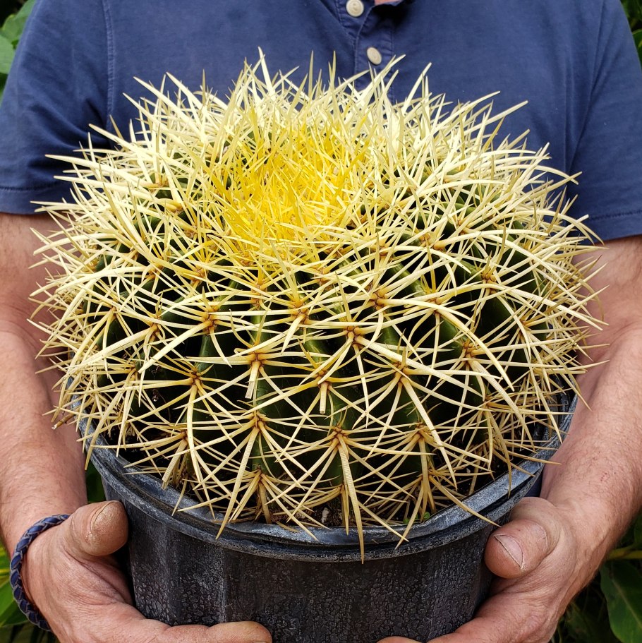 Echinocactus grusonii