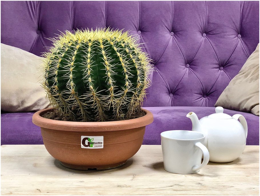 Эхинокактус грузони (Грузона)