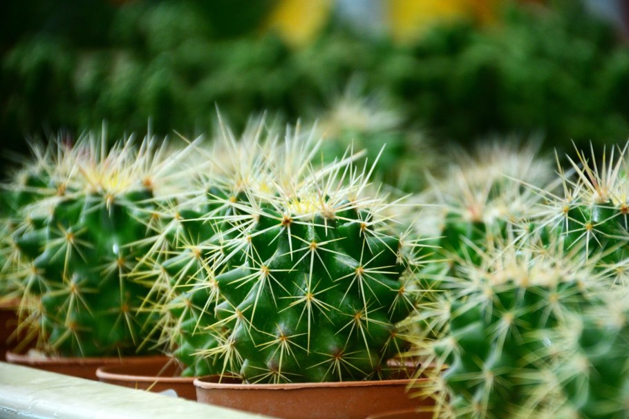 Кактус эхинокактус грузони