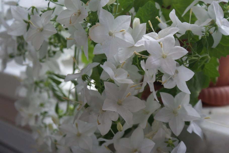 Кампанула белые цветы