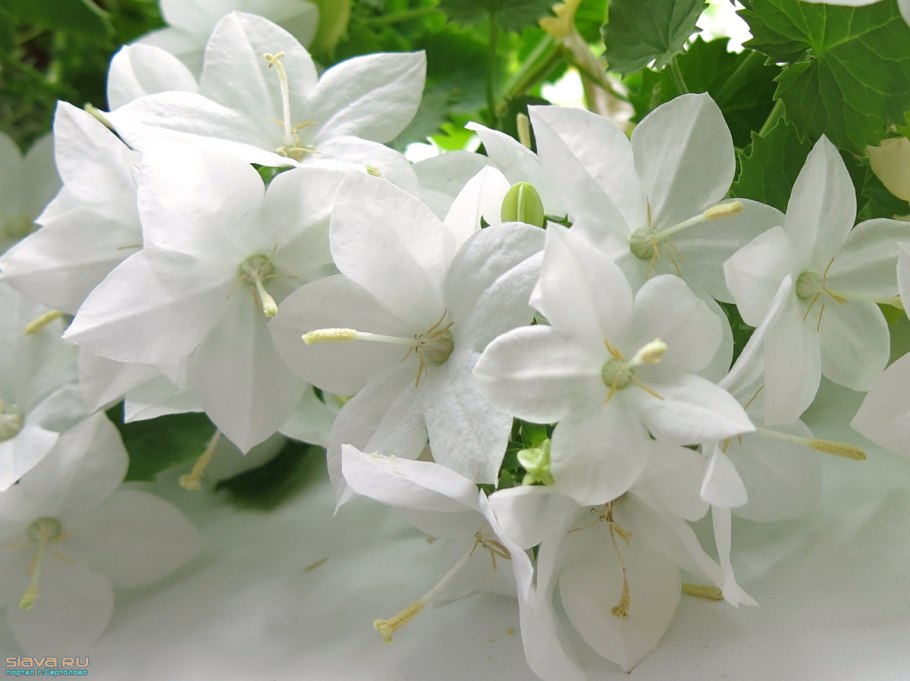 Кампанула Альба