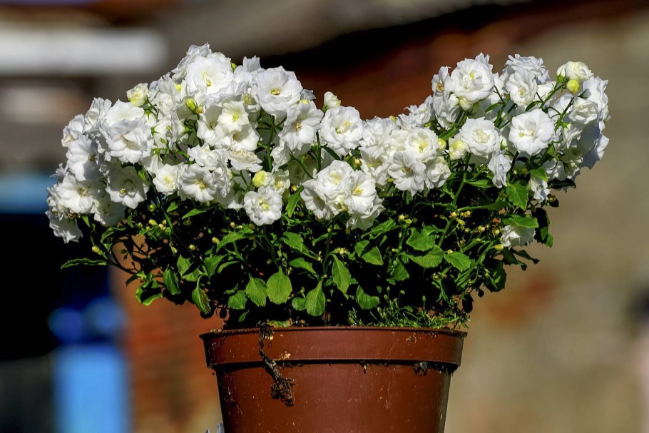 Кампанула невеста махровая