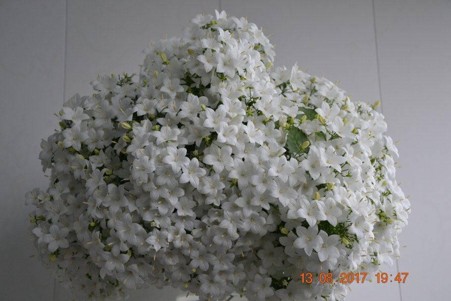 Кампанула белая Альба