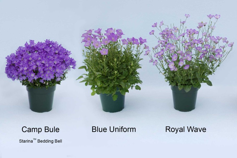 Колокольчик Campanula Royal Wave