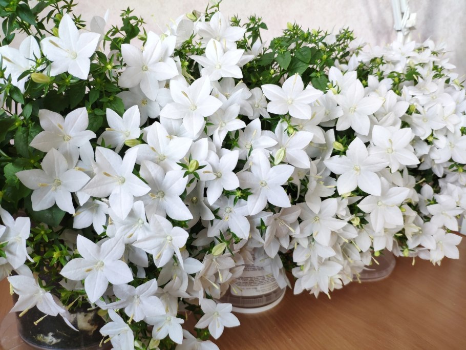 Кампанула Альба ампельная