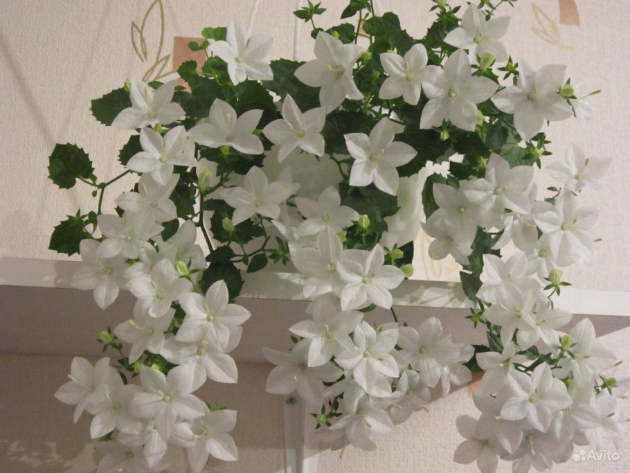 Кампанула Альба ампельная