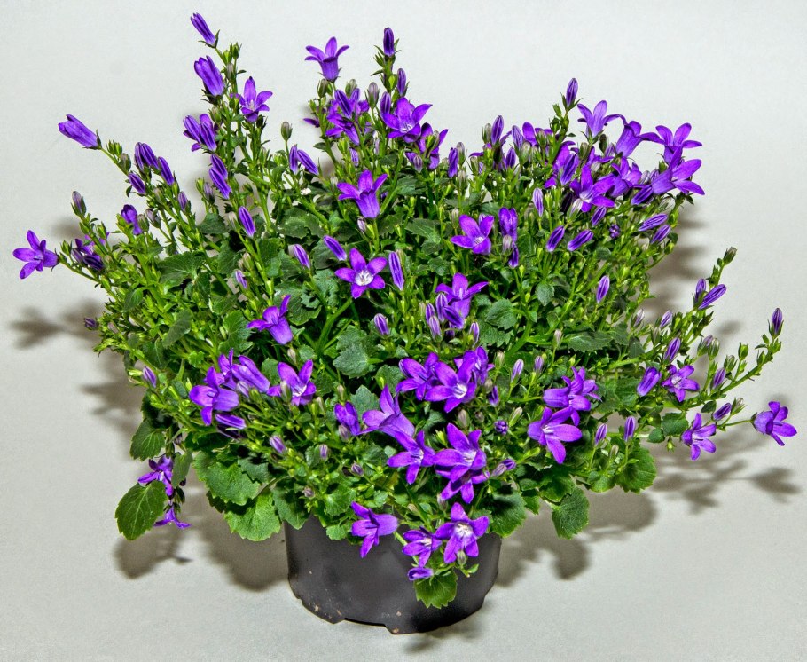 Кампанула Портеншлага