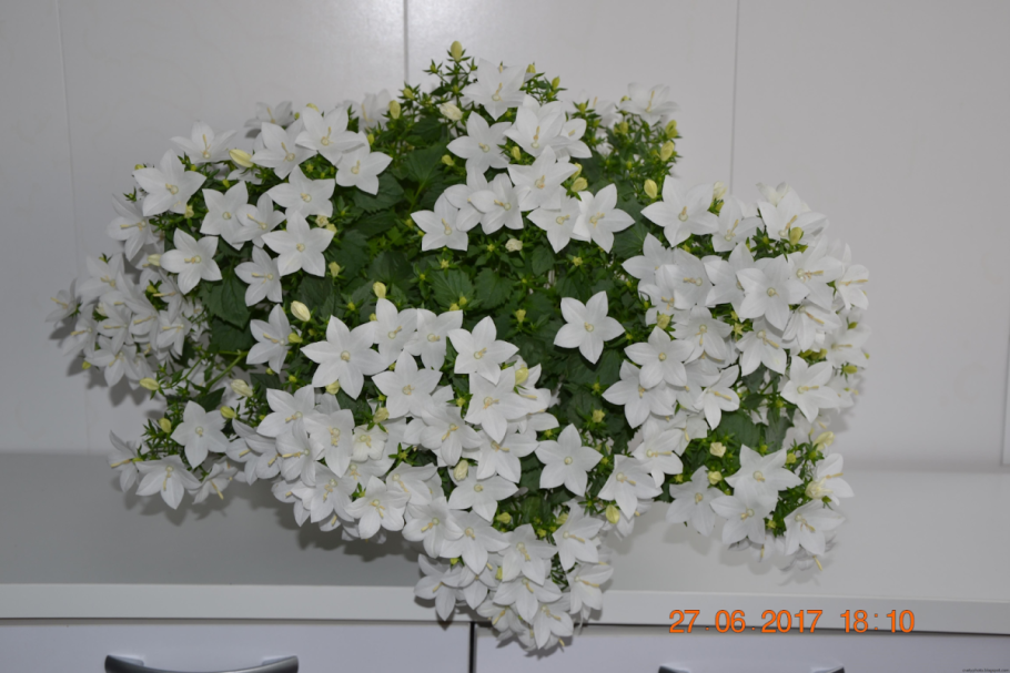 Альба Кампанула невеста ампельная