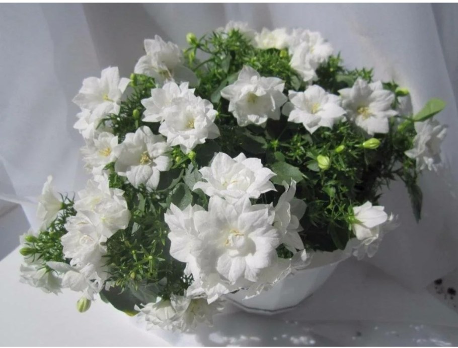 Кампанула Блауранка