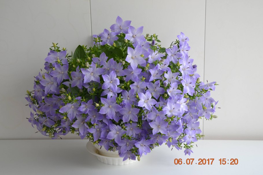 Кампанула жених и невеста