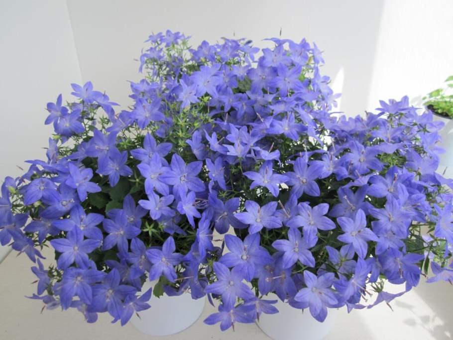 Кампанула биколор