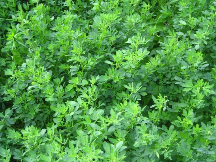 Люцерна (Alfalfa)