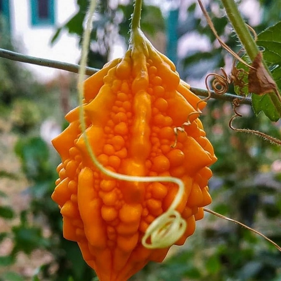 Индийский огурец момордика