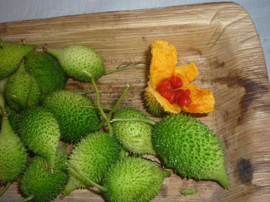 Лиана момордика