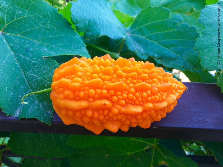 Крымский гранат момордика