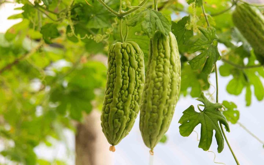 Момордика сорт Дракоша