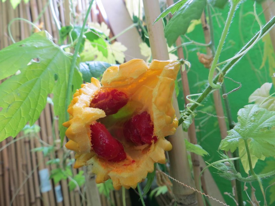 Бородавчатый огурец