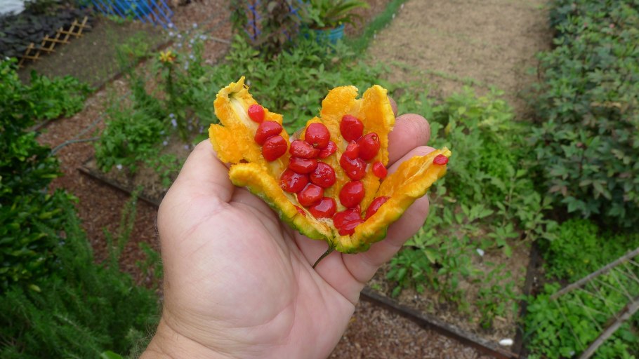 ￼ орешка момордика харанция