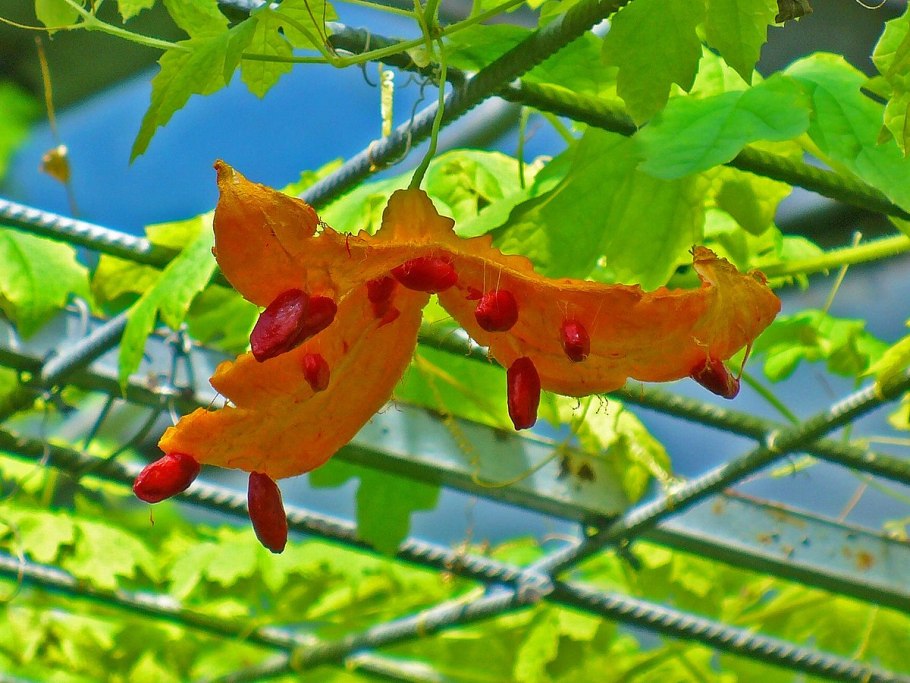 Момордика харанция