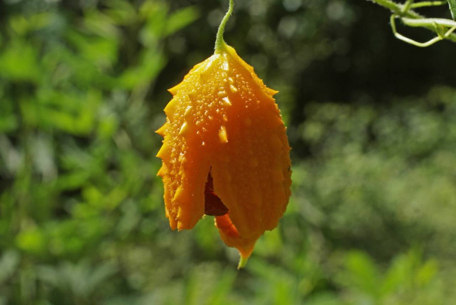 Момордика Найя