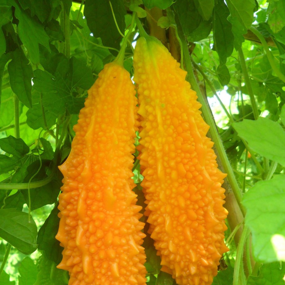 Момордика всходы