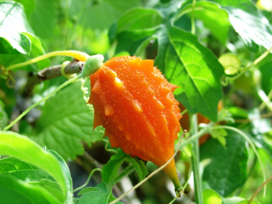 Абхазский гранат момордика