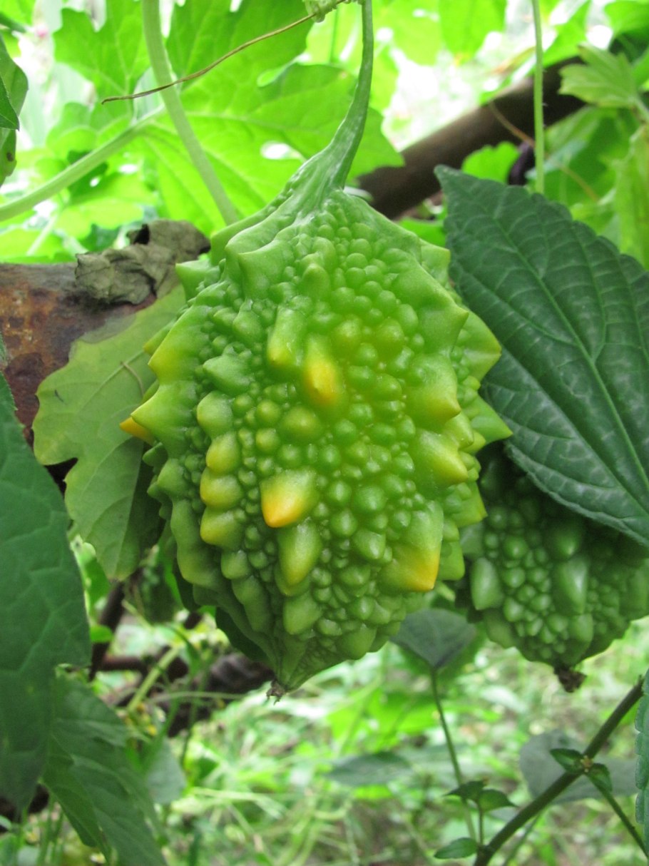 Момордика харанция