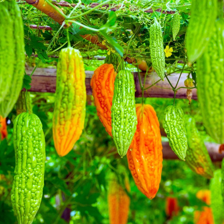 Момордика харанция