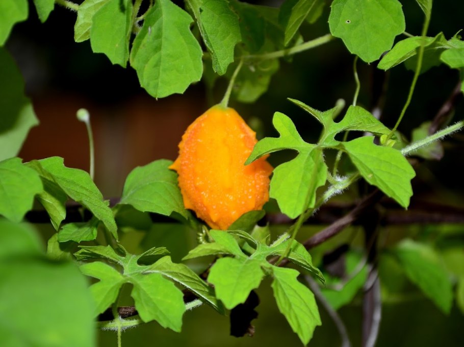 Момордика растение рассада